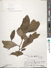 Sassafras albidum image