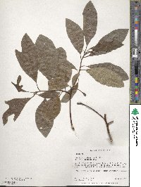 Sassafras albidum image