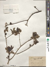 Sassafras albidum image