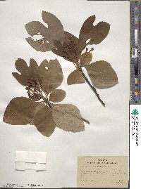 Sassafras albidum image