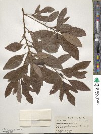 Sassafras albidum image