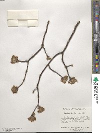 Sassafras albidum image