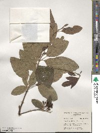 Sassafras albidum image