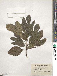 Sassafras albidum image