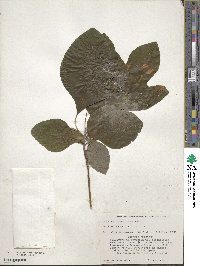 Sassafras albidum image