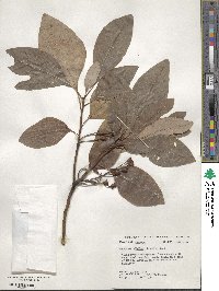 Sassafras albidum image