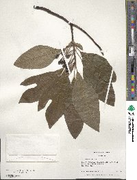 Sassafras albidum image