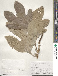 Sassafras albidum image