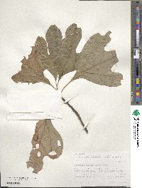 Sassafras albidum image