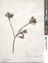 Sassafras albidum image