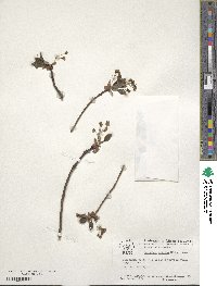 Sassafras albidum image