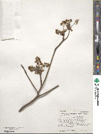 Sassafras albidum image