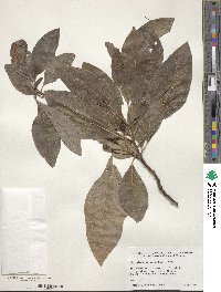 Sassafras albidum image