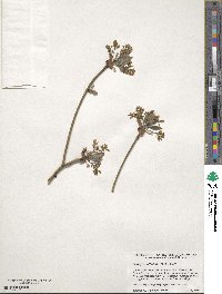 Sassafras albidum image