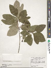 Sassafras albidum image