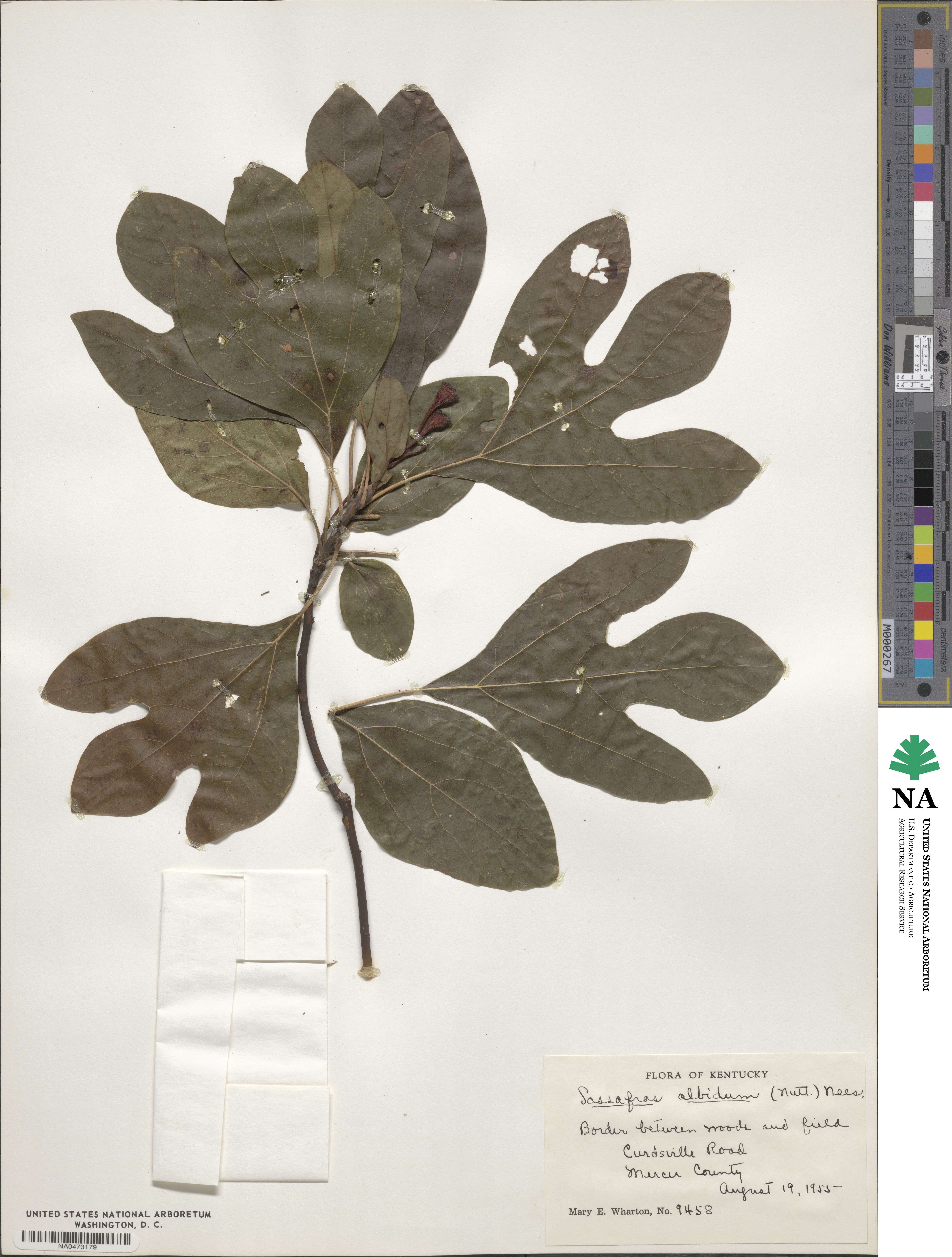 Sassafras albidum image