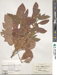 Sassafras albidum image