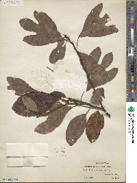 Sassafras albidum image