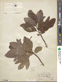 Sassafras albidum image