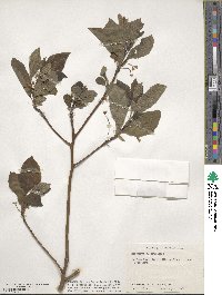 Sassafras albidum image