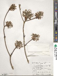 Sassafras albidum image