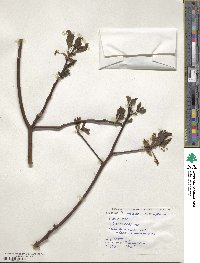 Sassafras albidum image