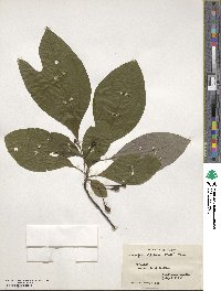 Sassafras albidum image