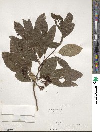 Sassafras albidum image