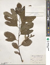 Sassafras albidum image