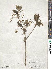 Sassafras albidum image