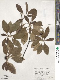 Sassafras albidum image