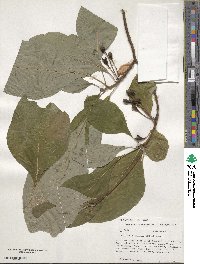 Sassafras albidum image