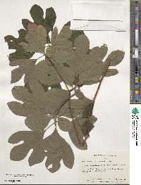 Sassafras albidum image