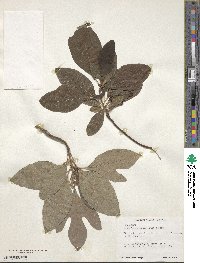 Sassafras albidum image