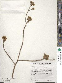 Sassafras albidum image