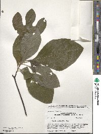 Sassafras albidum image