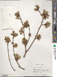 Sassafras albidum image