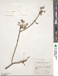 Sassafras albidum image