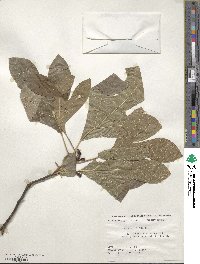 Sassafras albidum image