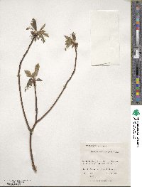 Sassafras albidum image