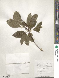 Sassafras albidum image