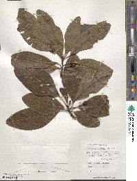 Sassafras albidum image