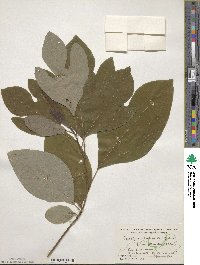 Sassafras albidum image