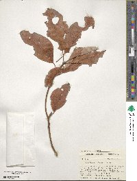 Sassafras albidum image