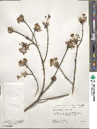 Sassafras albidum image