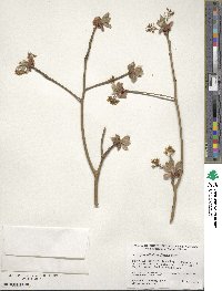 Sassafras albidum image