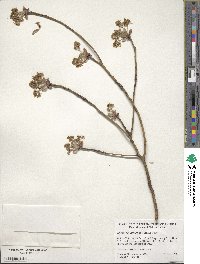 Sassafras albidum image