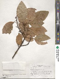 Sassafras albidum image