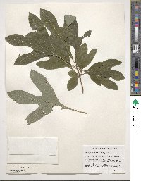 Sassafras albidum image