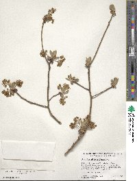 Sassafras albidum image